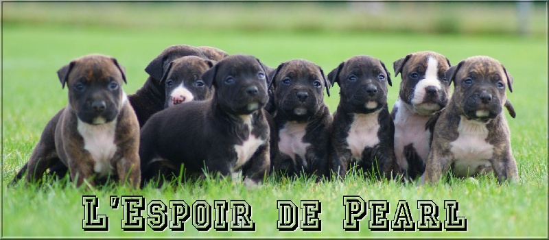 De L'espoir De Pearl - American Staffordshire Terrier - Portée née le 29/07/2013
