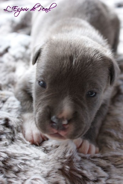 De L'espoir De Pearl - American Staffordshire Terrier - Portée née le 12/10/2012